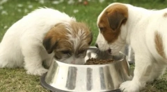 Ile razy dziennie karmić psa - szczeniak i dorosły